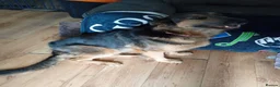 German Shepherd dogs for sale: FOREVER HOME WANTED FOR LUNA  - Advert 3