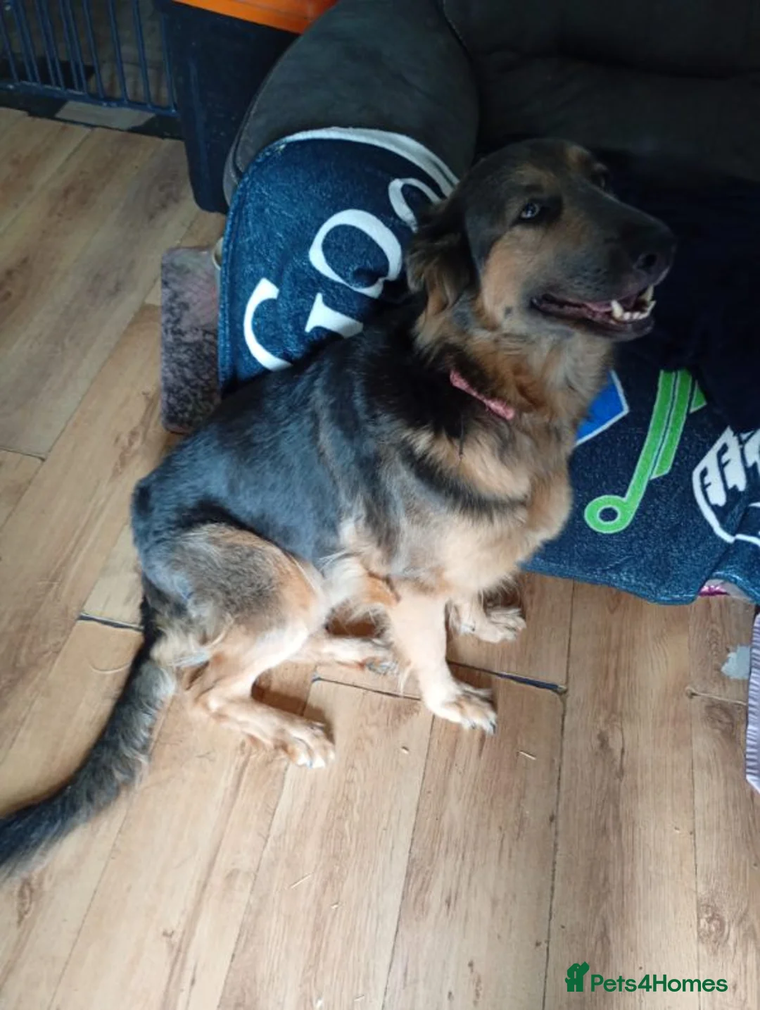 German Shepherd dogs for sale: FOREVER HOME WANTED FOR LUNA  - Advert 3