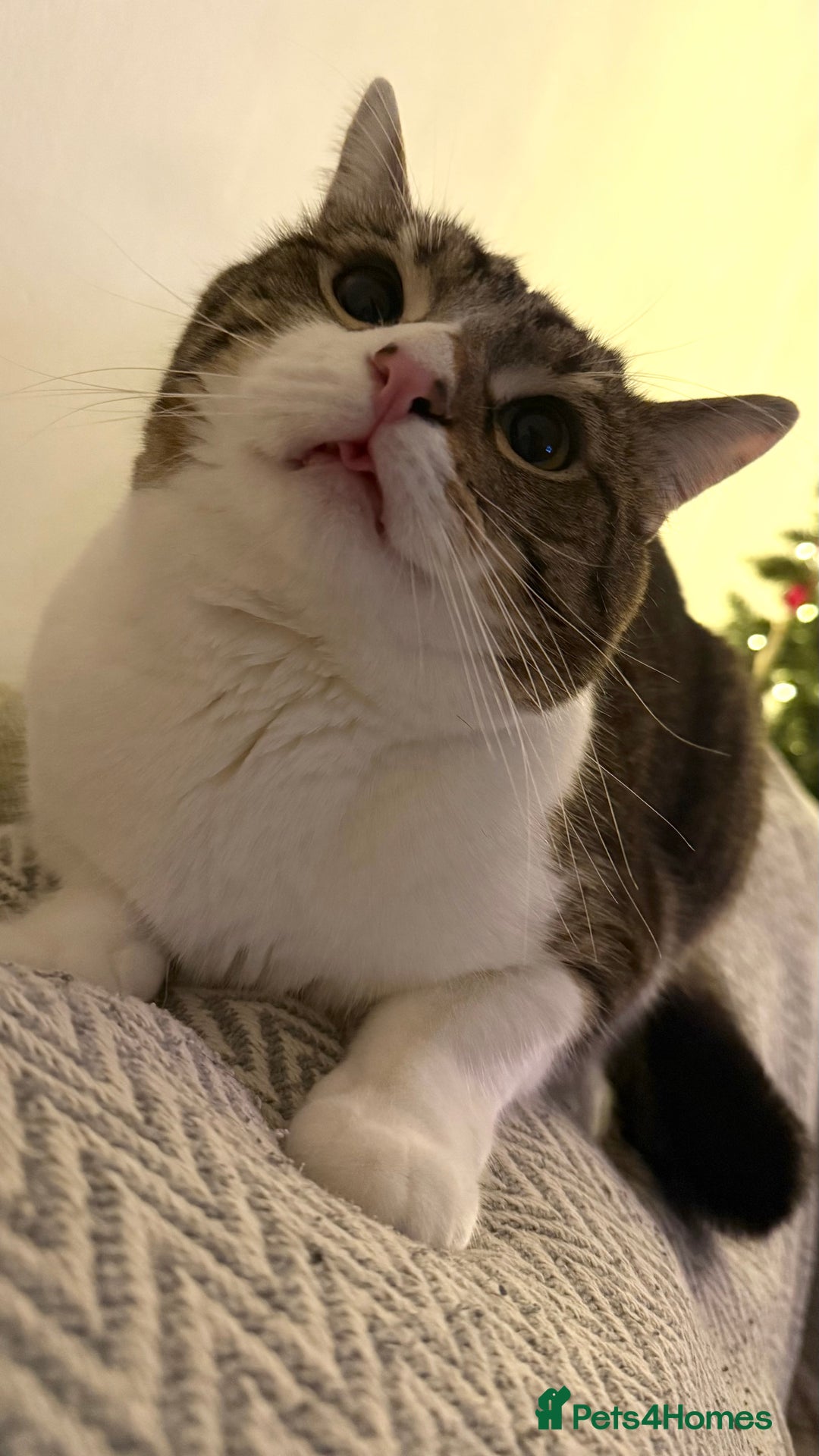 Domestic Shorthair cats for sale: Theo, domestic shorthair tabby - Advert 4