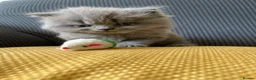 British Shorthair cats for sale: GCCF Registered British Shorthairs / Longhairs - Advert 4