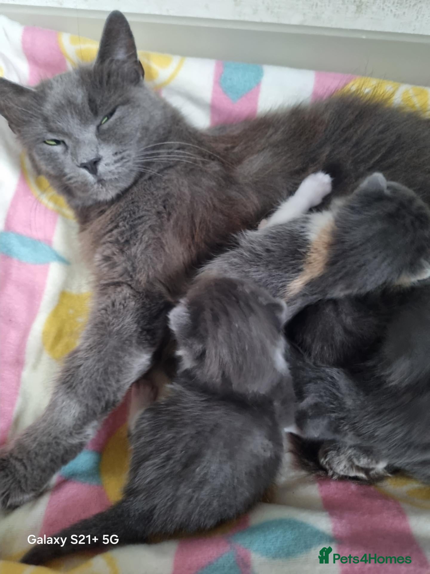Russian Blue cats Kittens  - Advert 6