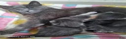 Russian Blue cats for sale: Kittens  in Nottingham - Advert 1