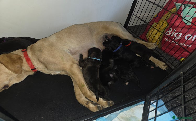 Mixed Breed dogs - Advert 4