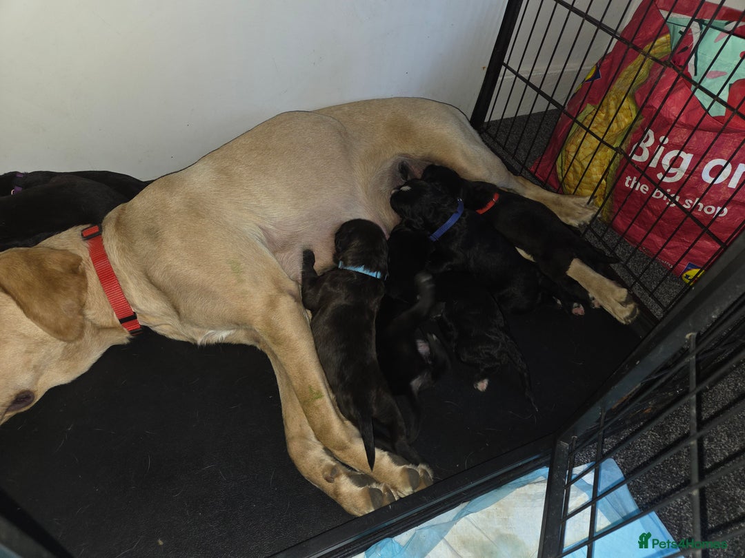Mixed Breed dogs for sale: Labrador/irish wolf hound  - Image 1