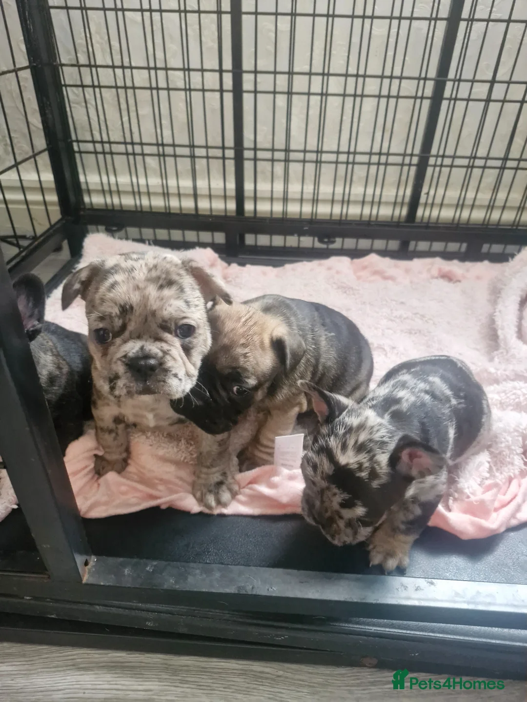 French Bulldog dogs for sale: French bulldogs  - Advert 2