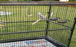 Cockatiels birds for sale: Baby cockatiel  - Image 5
