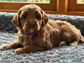 Australian Labradoodle dogs Superior Australian Labradoodle Puppies Ready Feb. - Advert 1