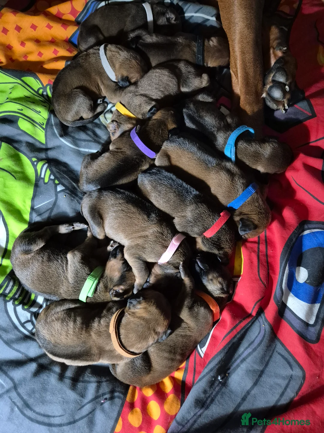 Rhodesian Ridgeback dogs for sale: Rhodesian ridgeback pups  - Advert 8