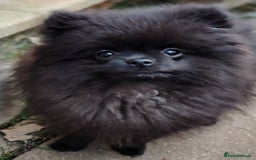 Pomeranian dogs for sale: Pom puppys with Kc reg , pedigree for sale in Taunton - Image 27