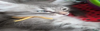 Siberian 5