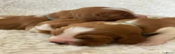 Welsh Springer Spaniel dogs for sale: KC Reg Welsh Springer Spaniels Fully Health Tested - Advert 9