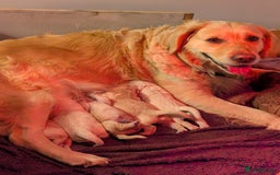 Golden Retriever dogs for sale: KC Golden Retriever Puppies for sale (4 boys left) - Image 5