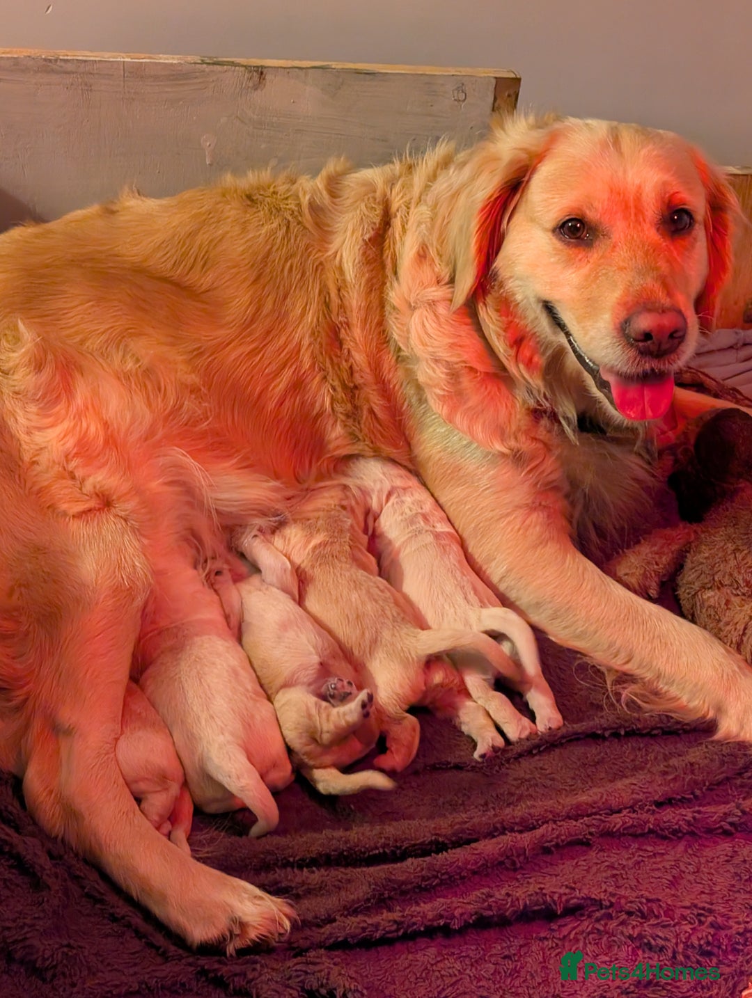 Golden Retriever dogs for sale: KC Golden Retriever Puppies for sale (4 boys left) - Image 5