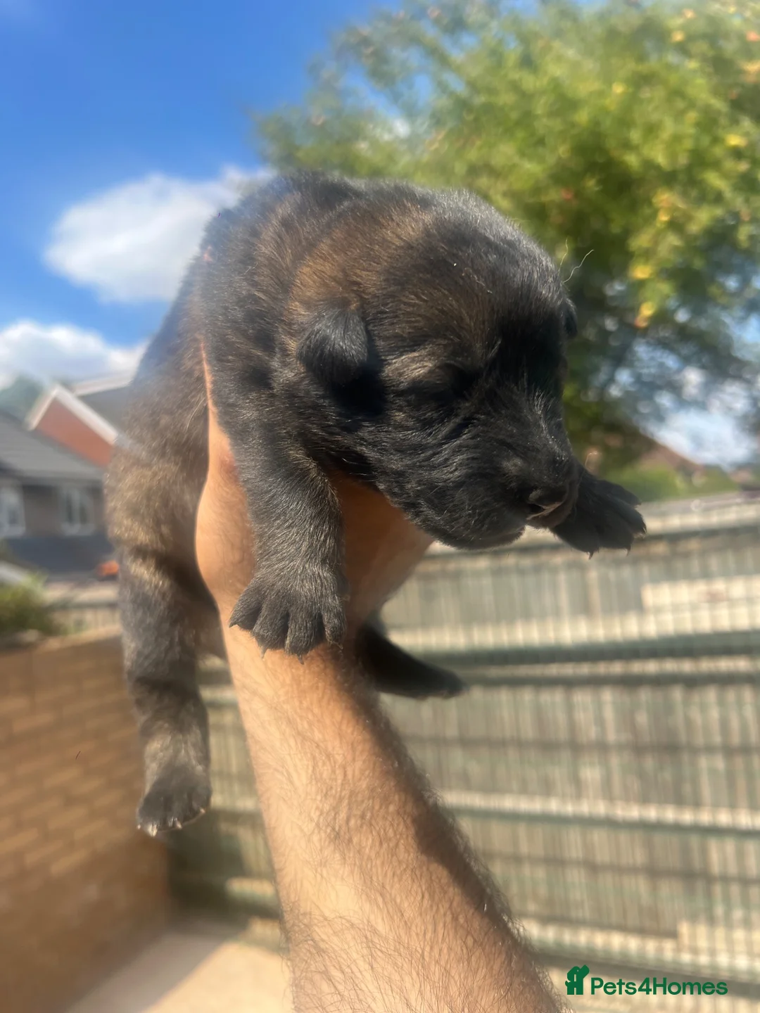 German Shepherd dogs for sale: Elite Czech German Shepherd Puppies Available!! - Advert 19