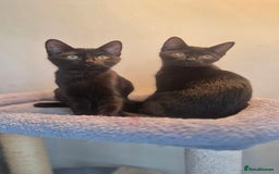 Mixed Breed cats for sale: 2 beautiful kittens for sale in Southampton - Image 3