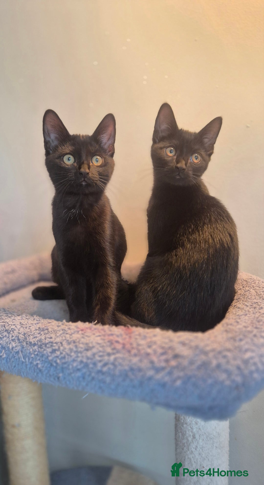 Mixed Breed cats for sale: 2 beautiful kittens for sale in Southampton - Image 3