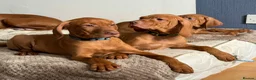 Hungarian Vizsla dogs for sale: 🇭🇺 Hungarian Vizsla puppies 🇭🇺 - Advert 7