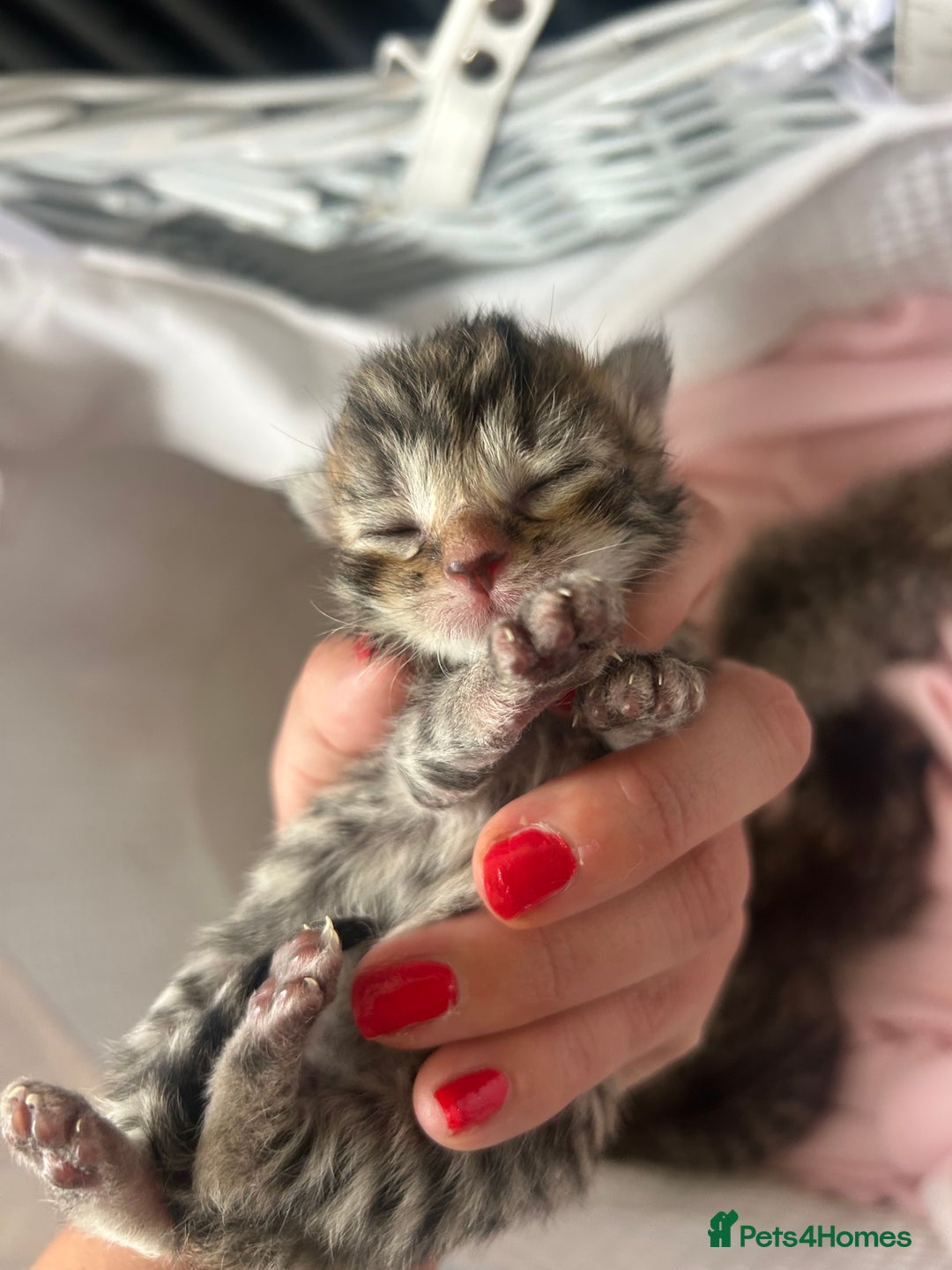 Bengal cats for sale: Manecoon x bengal kittens  - Image 1