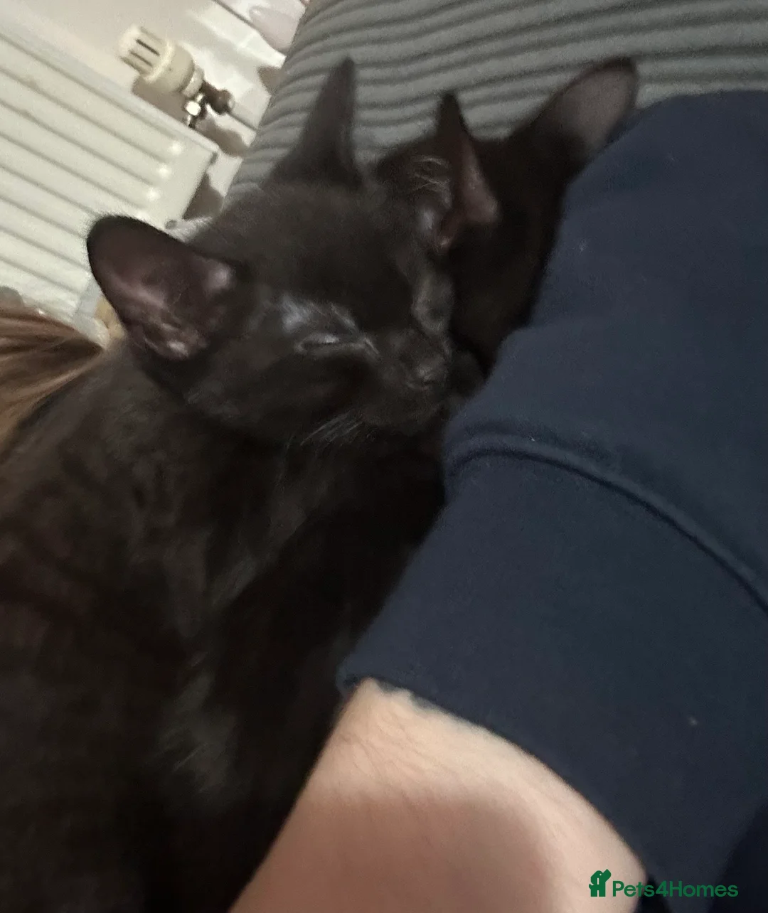 Mixed Breed cats for sale: Kittens for sale in Gosport - Advert 2