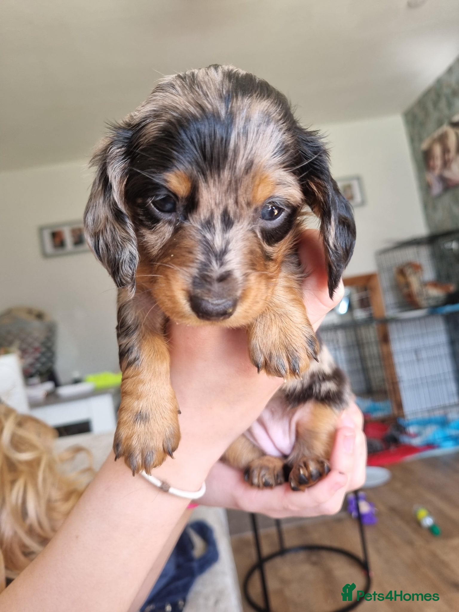 Miniature Dachshund dogs Miniature dachshunds - Advert 6