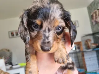 Miniature Dachshund dogs Miniature dachshunds - Advert 6