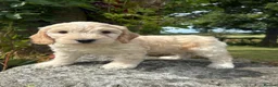 Cockapoo dogs for sale: Gorgeous F1 Cockapoo  - Advert 18