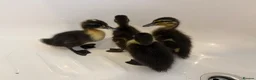 Ducks poultry for sale: Pure mallards  in Aberdare - Advert 1