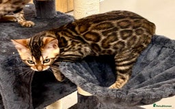 Bengal cats for sale: Brown rosetted male bengal kittens, TICA reg - Image 6