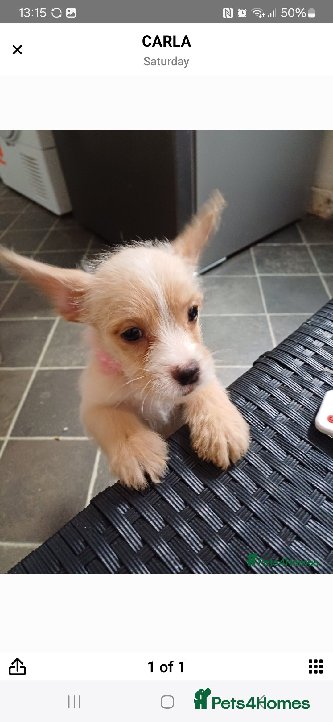 Mixed Breed dogs for sale: Froodles  - Image 1