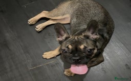 French Bulldog dogs for sale: Lily the frenchie - Image 4