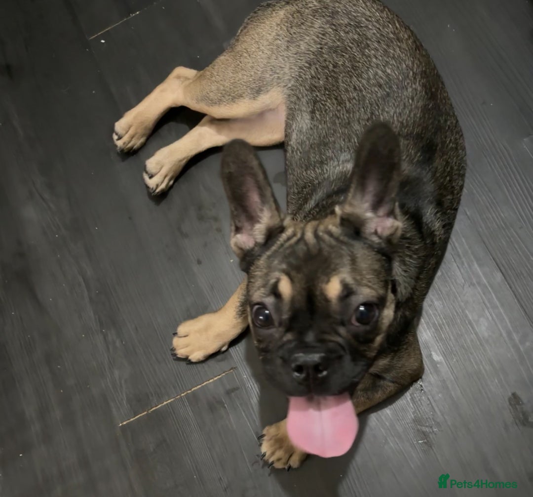 French Bulldog dogs for sale: Lily the frenchie - Image 4