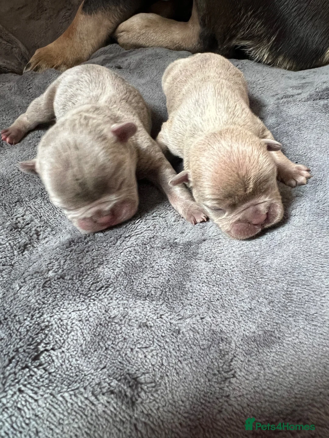 French Bulldog dogs for sale: male frenchie puppy - Advert 15