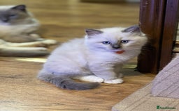 Ragdoll cats for sale: 2 Boys and 1 Girl Ragdoll kittens - Image 5