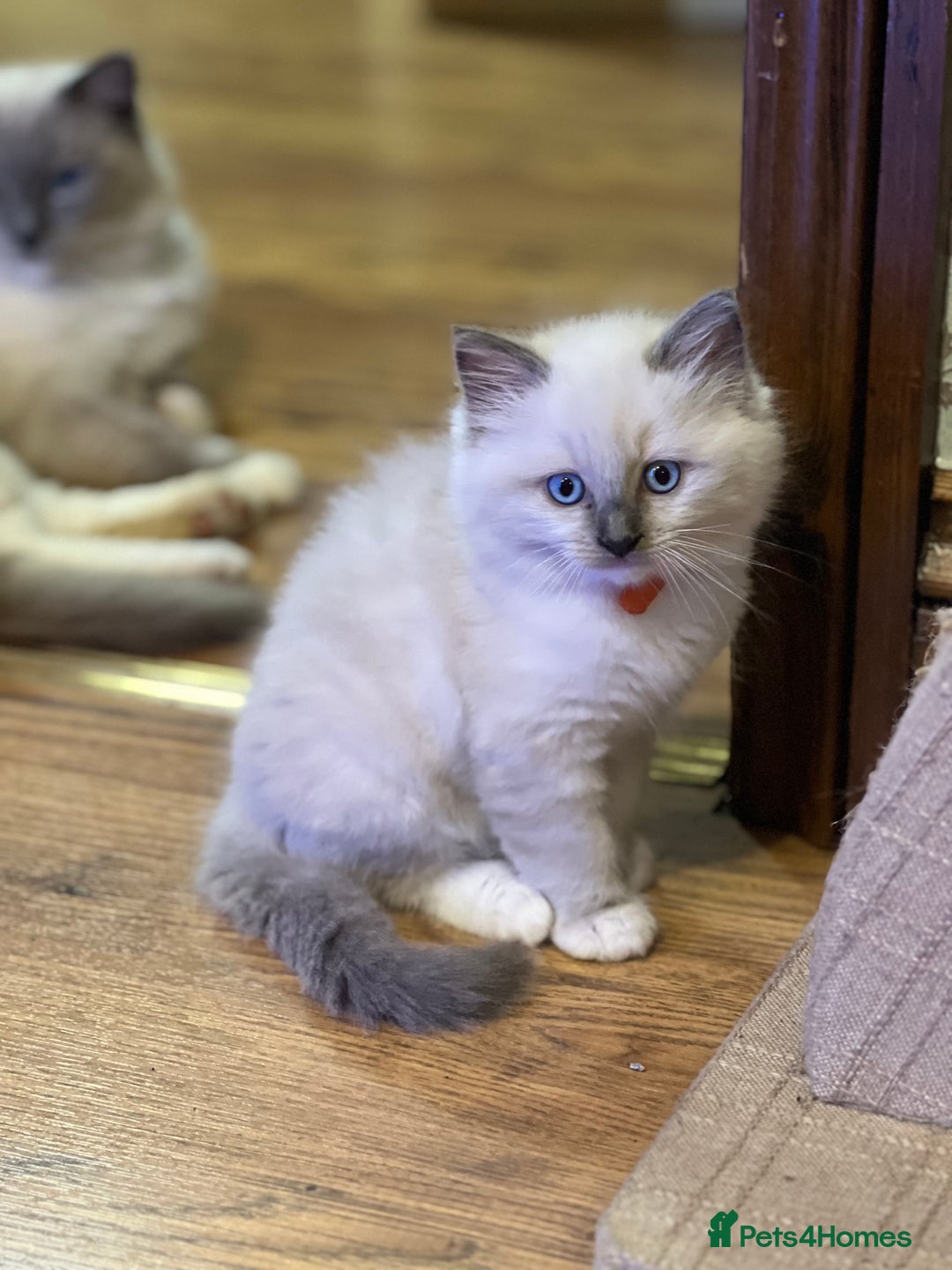 Ragdoll cats for sale: 2 Boys and 1 Girl Ragdoll kittens - Image 5