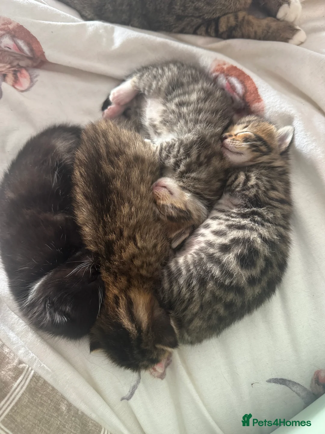 Bengal cats for sale: Mixed breed bengal kittens - Advert 9
