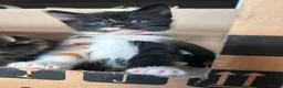 Domestic Shorthair cats for sale: Beautiful Bonded Kittens– Priced as Pairs Only 🐾  - Advert 8