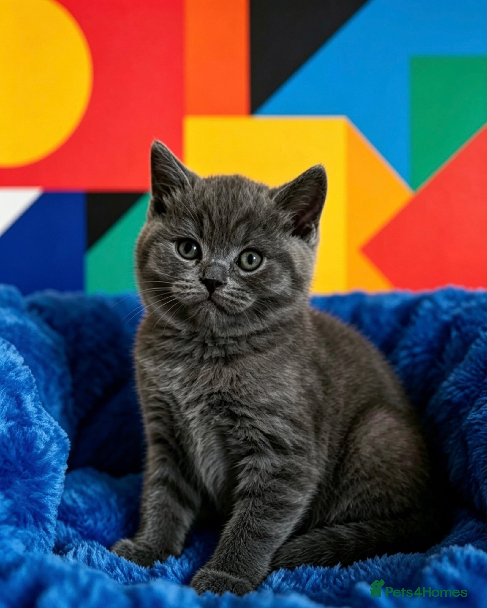 British Shorthair cats British Shirt Hairs  - Advert 16