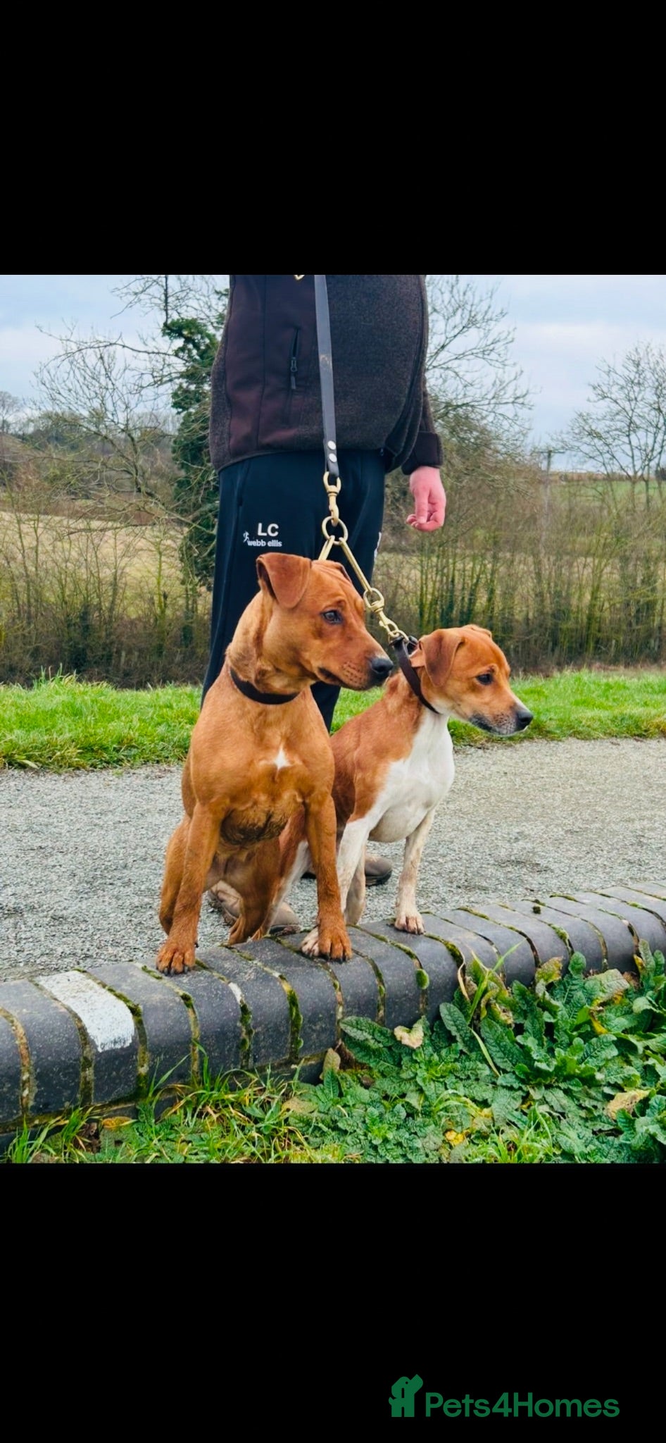 Mixed Breed dogs Patterdale x Plummer terrier pups - Advert 1