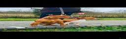 Mixed Breed dogs for sale: Patterdale x Plummer terrier pups - Advert 1