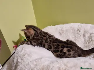 Bengal cats Beautiful TICA Registered Bengal Kittens - Advert 3