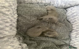 British Shorthair cats for sale: Stunning litter of bsh  - Image 1