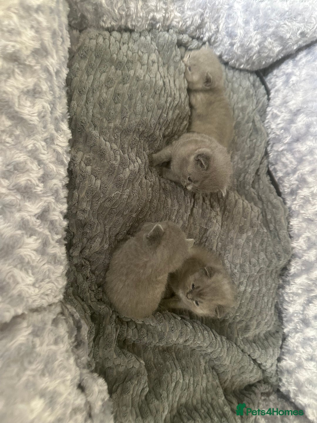 British Shorthair cats for sale: Stunning litter of bsh  - Image 1