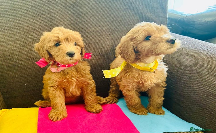 Labradoodle dogs - Advert 1