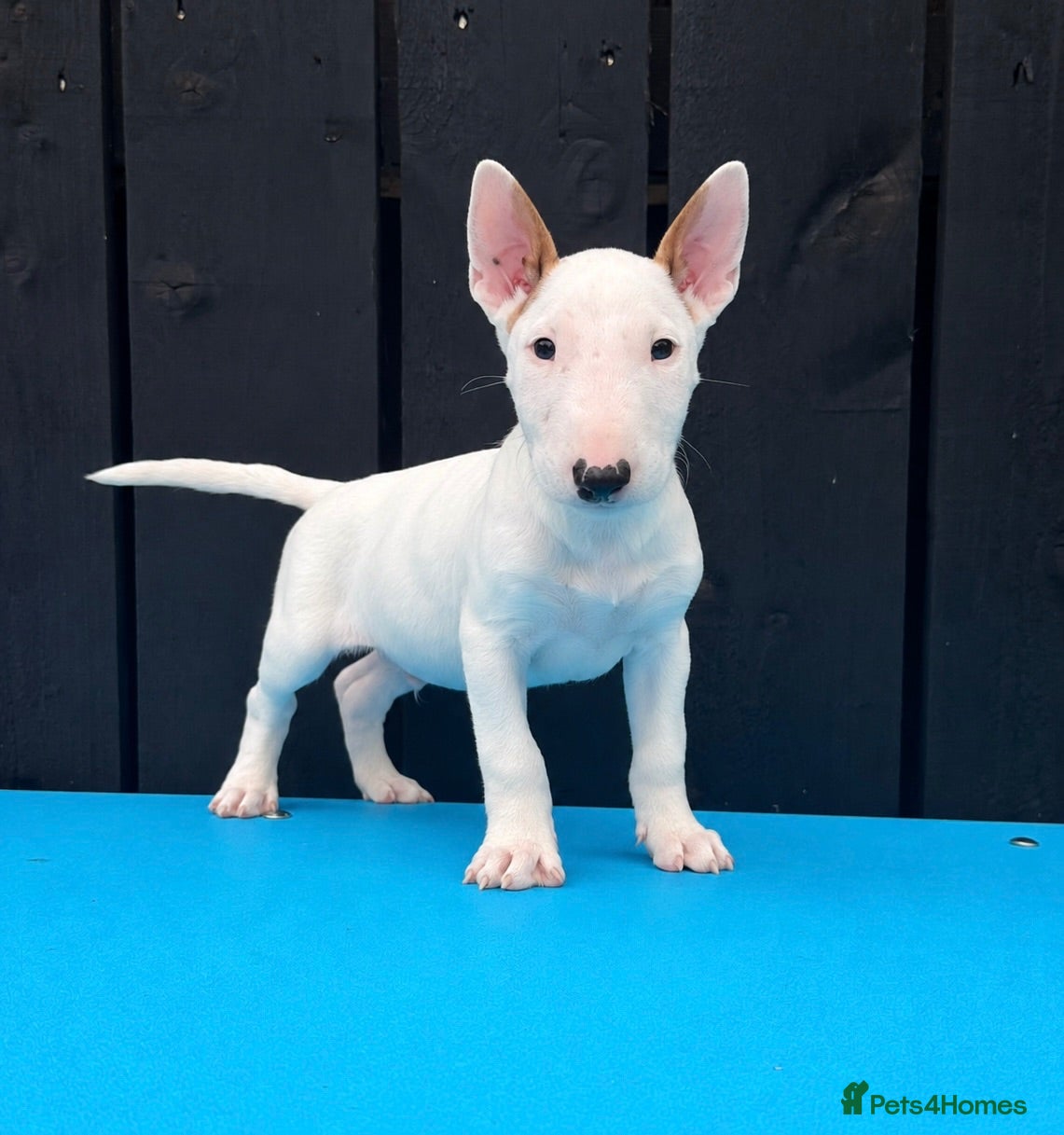 English Bull Terrier dogs Stunning English bull terrier puppies for sale  - Advert 1