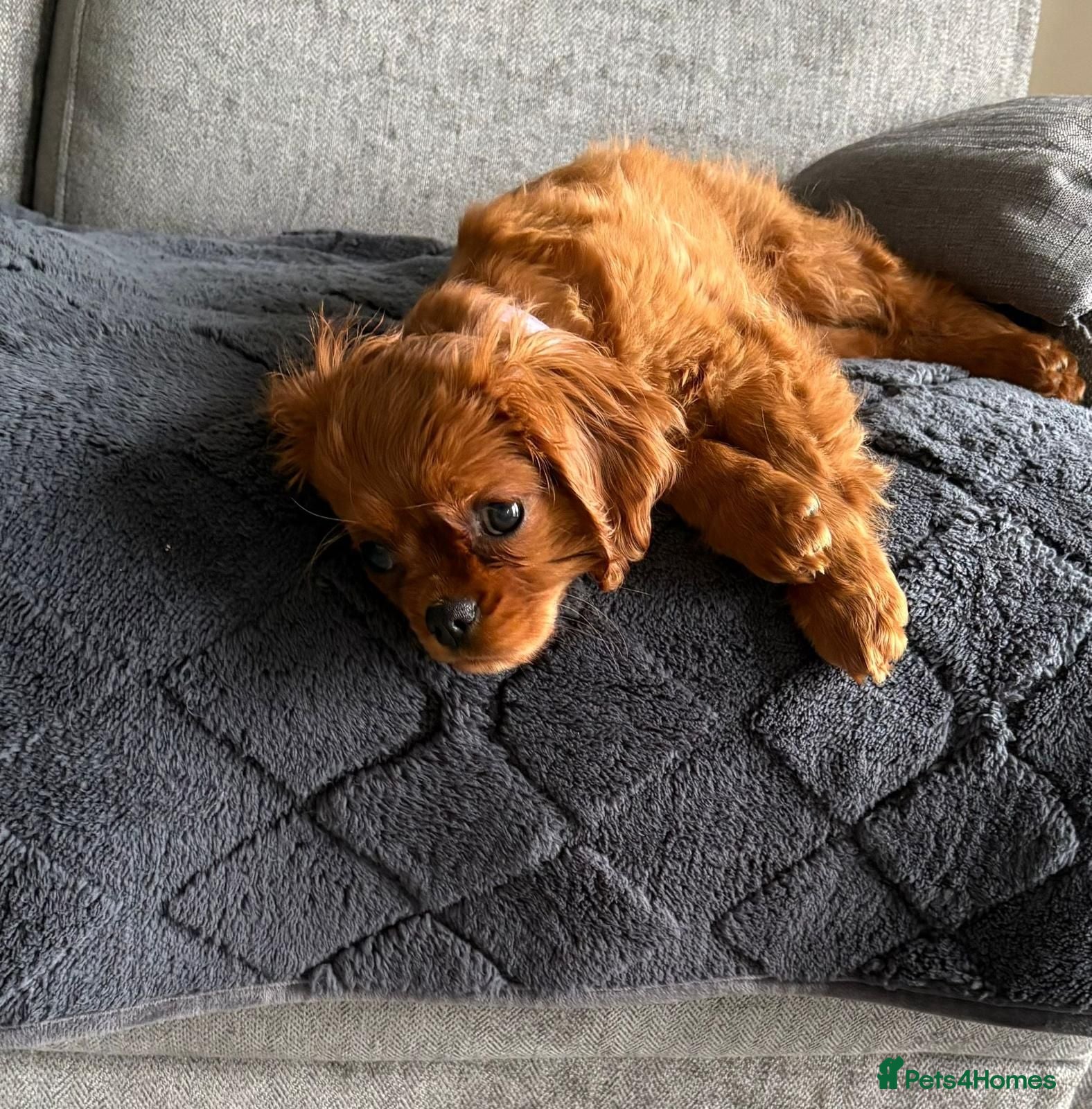 Cavalier King Charles Spaniel dogs Cavalier king Charles  - Advert 1