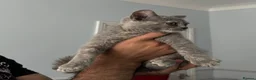 British Shorthair cats for sale: Last british short hair  - Advert 4