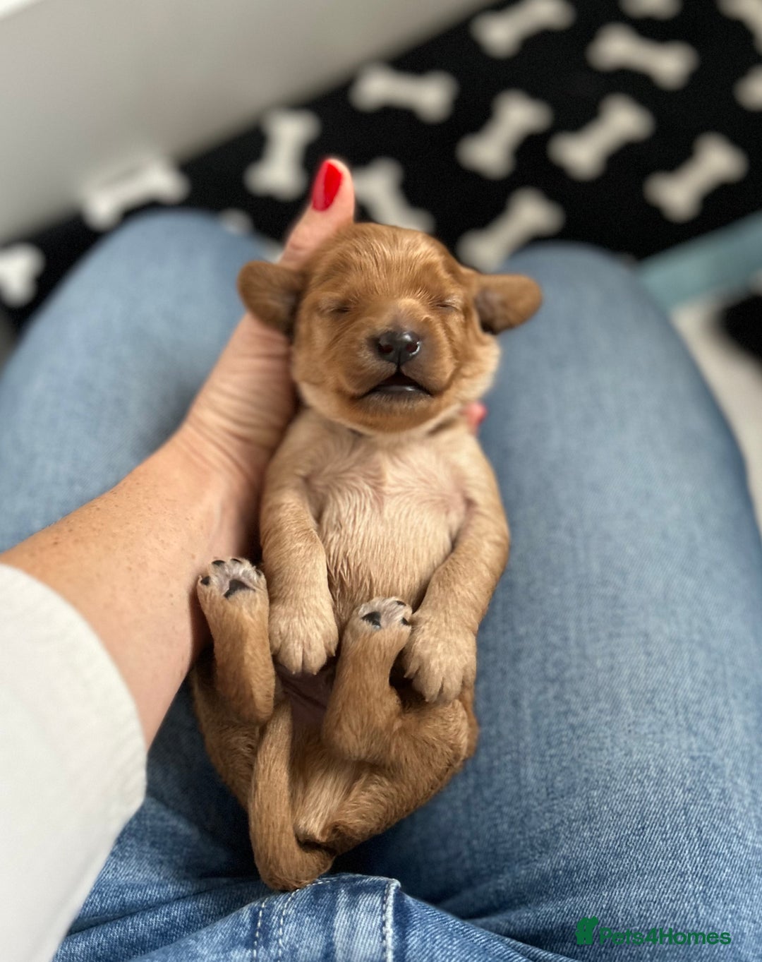 Cavapoo dogs for sale: Extensively Health Tested Cavapoo Pups - List Open - Advert 6