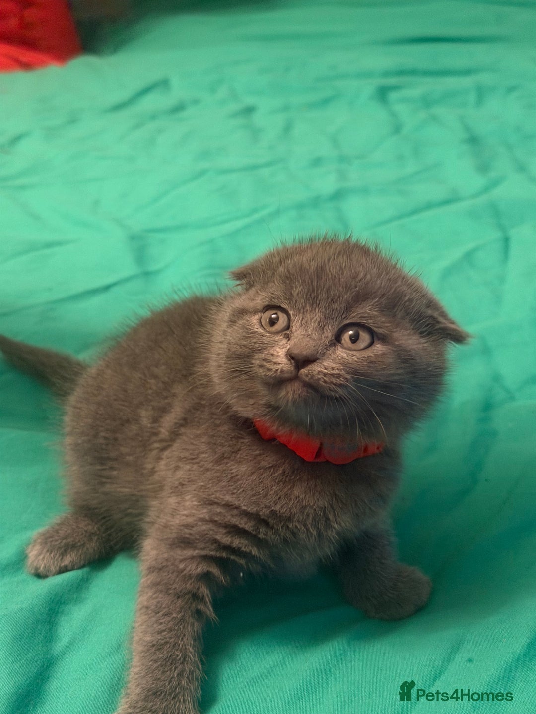 Scottish Fold cats for sale: Scottish fold kittens - Advert 22
