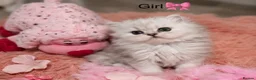 Persian cats for sale: *Stunning Persian Chinchilla Kitten Girl&Boy* - Advert 6