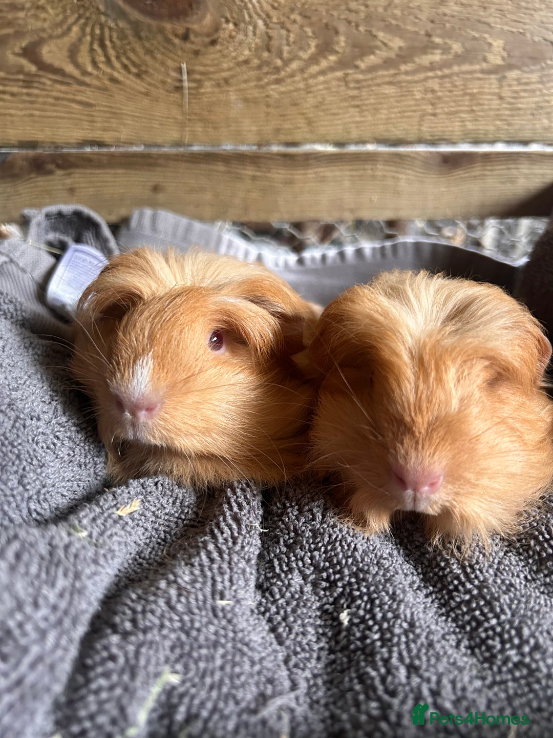 Guinea Pig rodents for sale: Pair of Lovely long haired guinea pigs  - Image 4